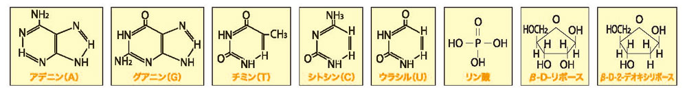 核酸構成要素